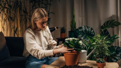 9 plantes qui adorent les pièces sombres.