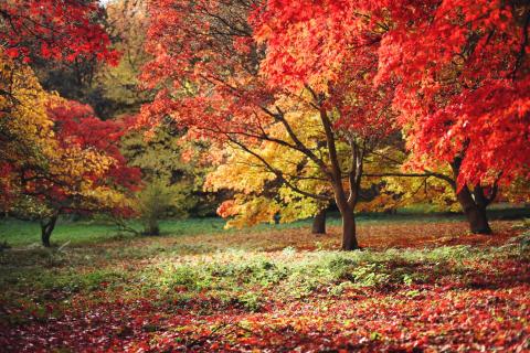 5 arboretums pour contempler les couleurs d'automne