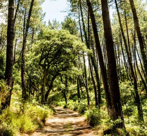 Forêt classé située en France