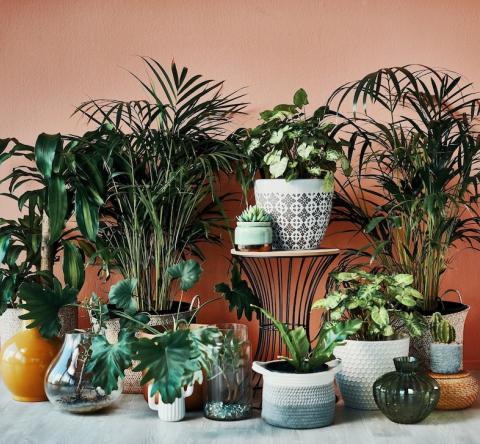 Techniques d'arrosage pendant une absence