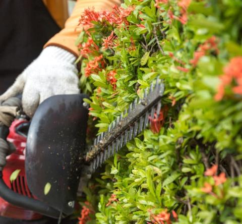 Qui doit s'occuper du jardin, le locataire ou le propriétaire ?