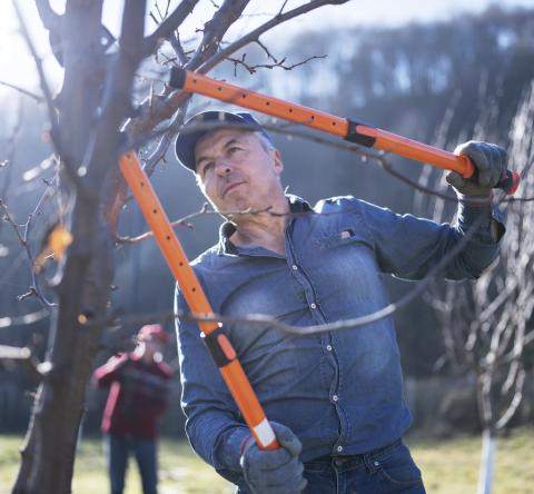 Un homme se charge de l'élagage d'un arbre dans un jardin