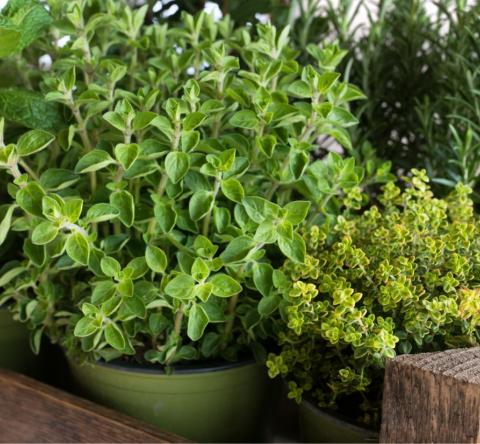 5 plantes anti-moustique pour éviter de vous faire piquer cet été