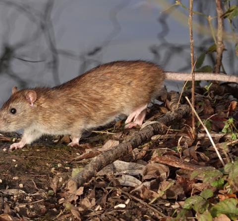 Des plantes pour repousser les rats au jardin