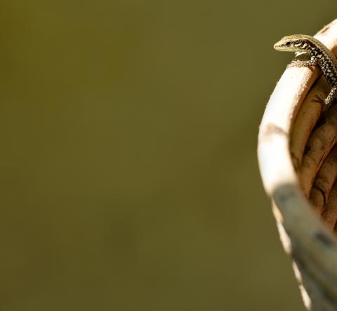 Réalisez un abri pour lézard dans votre maison