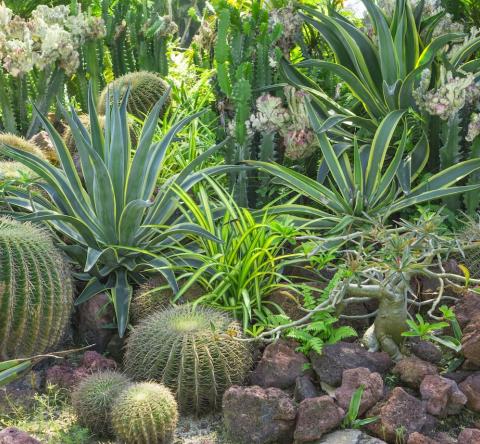 Plantes pour un jardin sans eau