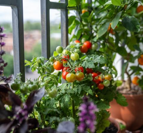 Comment planter des tomates sur un balcon ou une terrasse