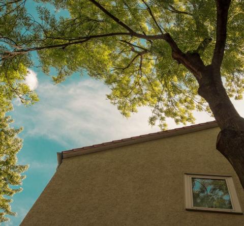 arbre-plus-10-metres-voisin-loi-seloger