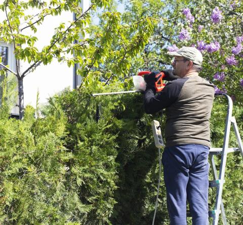Haie mitoyenne : quelles sont les règles de coupe ?