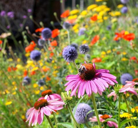 Qu'est-ce que le chaos gardening ?