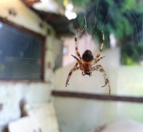 Les moyens pour repousser les araignées