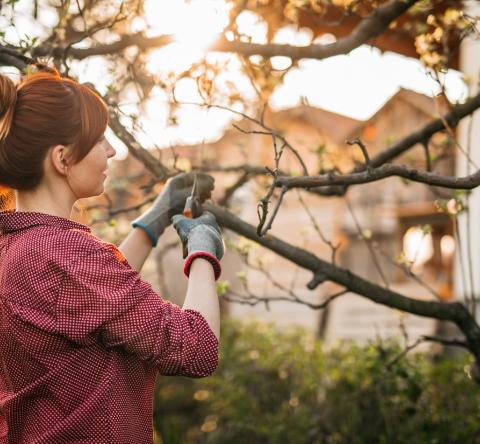 Une jeune femme portant un chignon élague un pommier dans son jardin à l'aide d'un sécateur