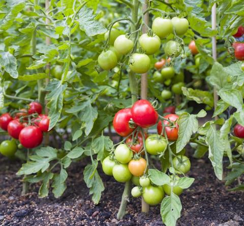 Préparer ses plants de tomate à passer l'hiver
