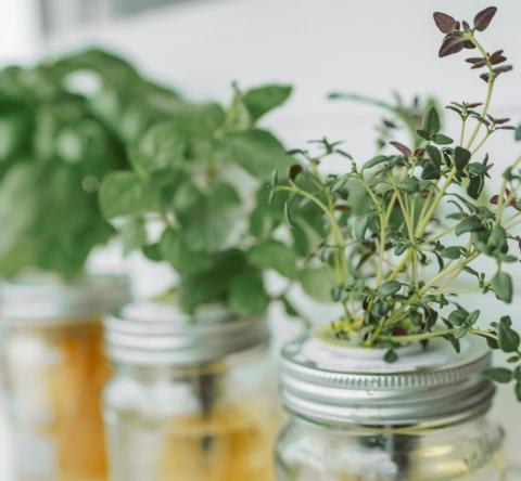 Hydroponie : ces 6 plantes aromatiques se cultivent très bien dans l'eau