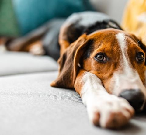 Copropriété : quelles sont les règles à connaître si vous avez un chien ?