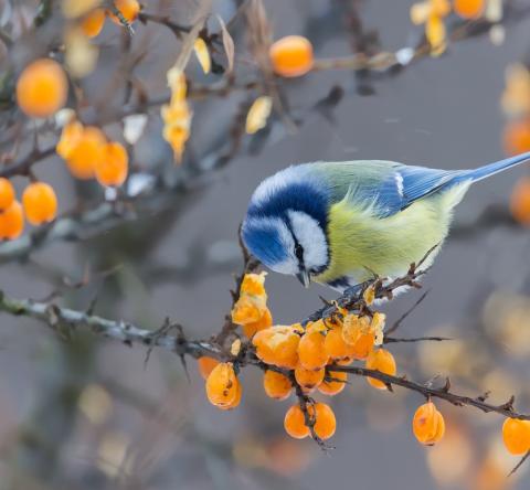 Quels arbustes à baies aident les oiseaux à passer l'hiver ?