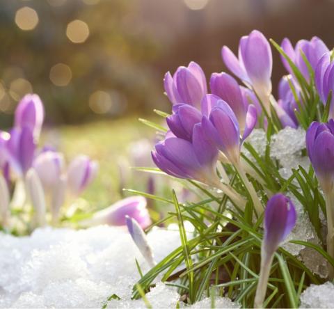 Ces bulbes à planter dès maintenant pour un jardin fleuri cet hiver