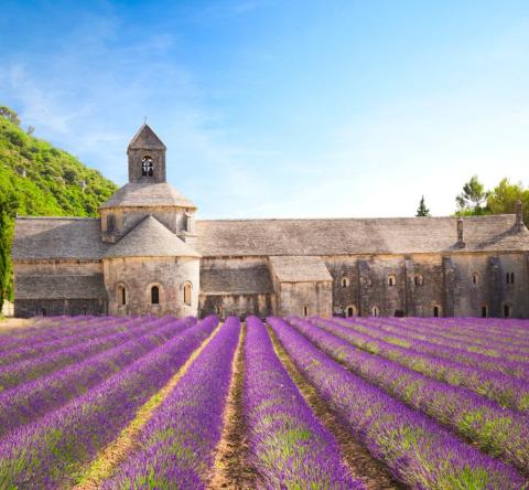 L'abbaye de Sénanque et son champ de lavande en fleurs 