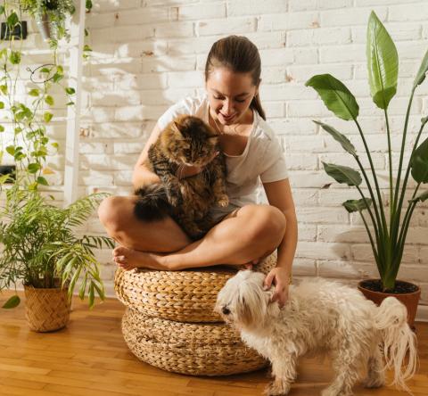 Les plantes nocives pour les chiens et chats