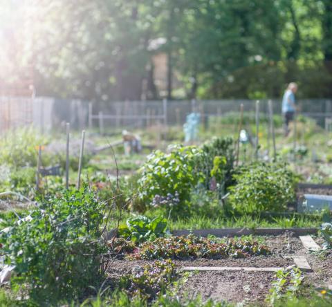 Tourcoing quartier la bourgogne jardin