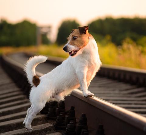 Jack Russell seul sur les rails d'une voie ferrée au coucher du soleil