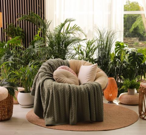 Les plantes qui attirent la chance en 2026