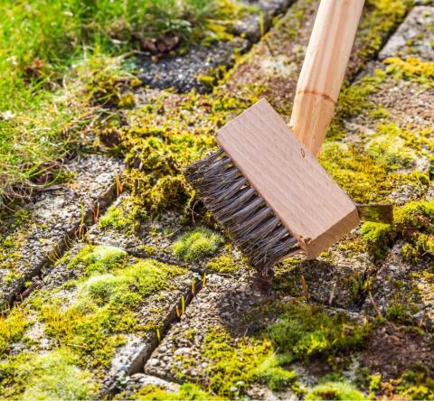 Mousse sur la terrasse : pourquoi elle s’installe et comment l’éliminer ?