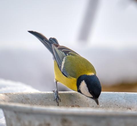 Les bonnes pratiques pour donner de l'eau aux mésanges en hiver