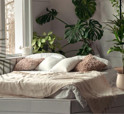 7 plantes à mettre dans votre chambre pour mieux dormir.