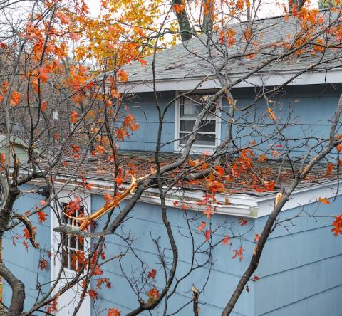 Une maison à la façade en bois bleu a subi des dégâts à la suite de la chute d'un arbre 