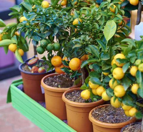 Top 5 des fruitiers nains à planter sur un balcon