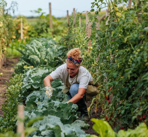 Top 5 des livres sur le jardinage