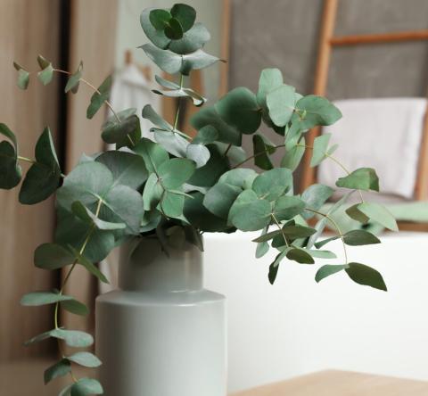 L'eucalyptus, une plante incontournable pour parfumer votre intérieur.