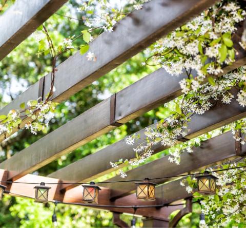 Les 7 meilleures plantes grimpantes pour une pergola végétale.