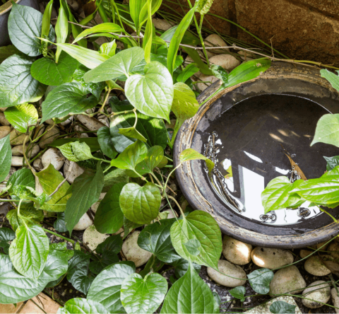 Certains points d'eau stagnantes, aussi petits soient-ils, permettent aux moustiques de proliférer. ©ThamKC - Getty images