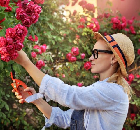 Nos conseils pour savoir quand et comment tailler des rosiers