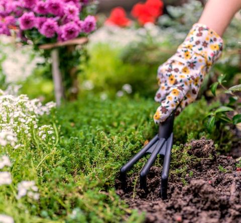 Faut-il remplacer son gazon par des plantes couvre-sol ?