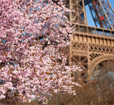 Cerisiers en fleurs : nos 7 spots préférés à Paris et en Île-de-France.
