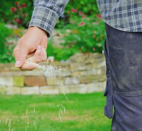 Semer du gazon : les bons gestes pour éviter les zones dégarnies.