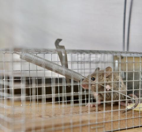 Piège à souris dératisation