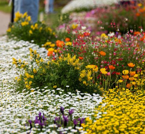 7 plantes qui aiment le soleil et n'ont pas besoin d'eau