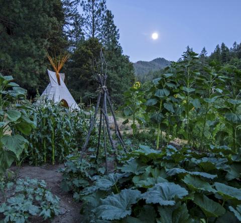 Faut-il suivre ou pas les calendriers lunaires pour jardiner