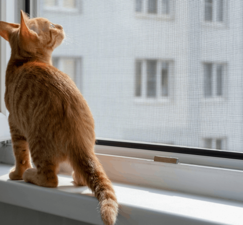 Vous pouvez installer une moustiquaire sans l'autorisation de votre propriétaire dès lors qu'il s'agit d'une installation légère et réversible. © Olga Gubskaya - Getty images