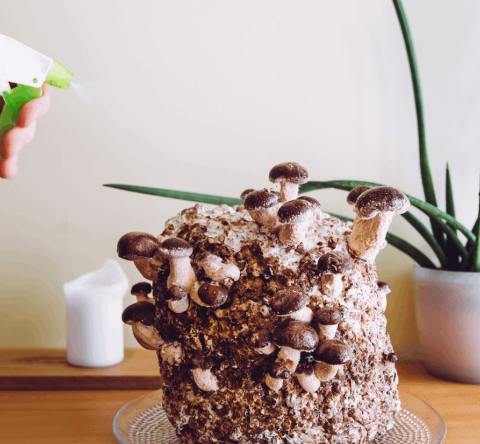 Issu des champignons, le mycélium permet de fabriquer des briques au pouvoir isolant, idéal pour les logements. © Helin Loik-Tomson - Getty images