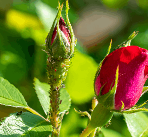 Plusieurs astuces peuvent vous permettre de lutter contre les pucerons, mais l'idéal reste de s'y prendre le plus tôt possible. © Igor Klyakhin - Getty images