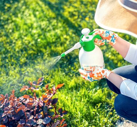Les meilleures recettes d'insecticides naturels