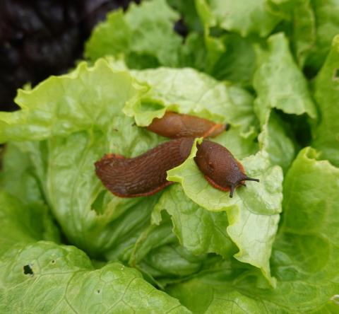 Nos astuces naturelles pour écarter les limaces