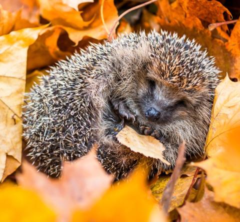 Hérisson en détresse : 5 gestes simples pour l'aider sans lui faire de mal.