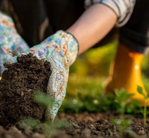 Ces plantes remplacent le gazon… et demandent (presque) zéro entretien.