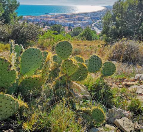 Ville du département de l'Hérault, avec du vert au premier plan et la mer en arrière plan. 